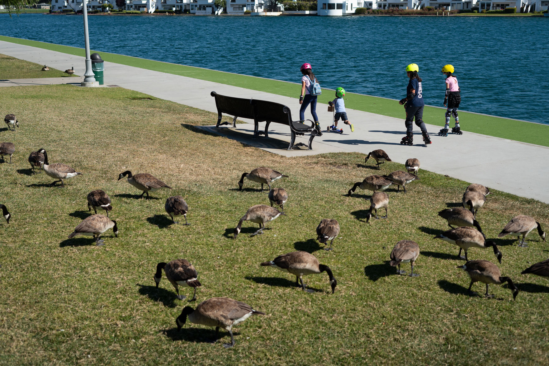 Goose poop